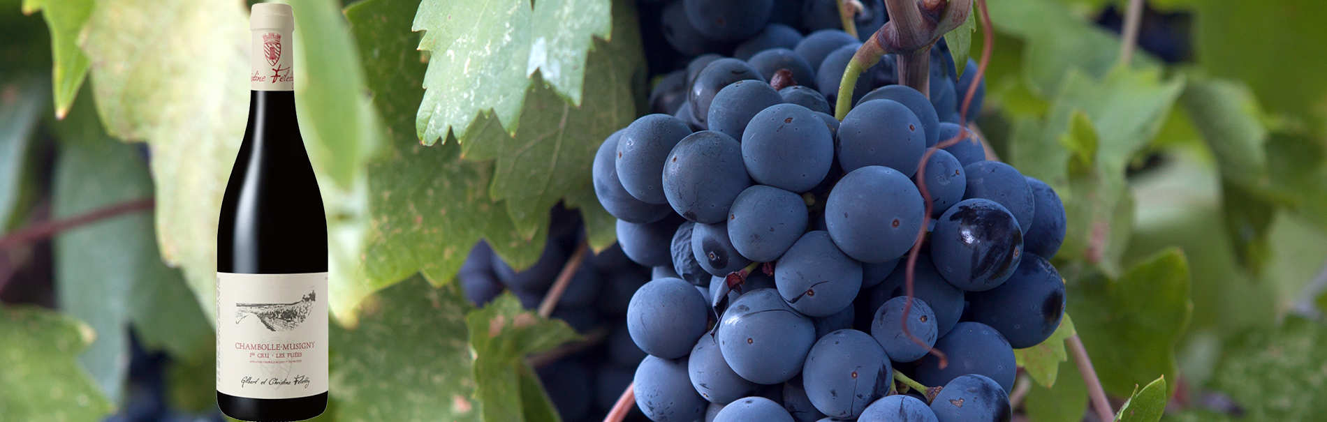 Pinot Noir