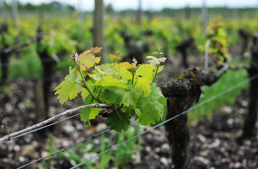 Bordeaux 2025 En Primeur: <br>Other Left Bank