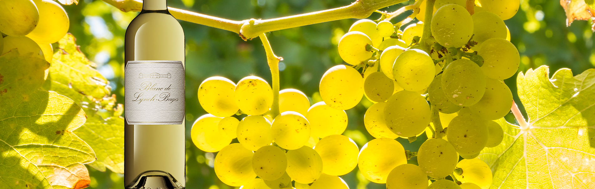 Sauvignon Blanc